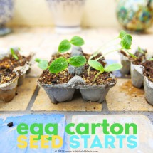 Easy garden project for kids: starts seed in recycled egg cartons.