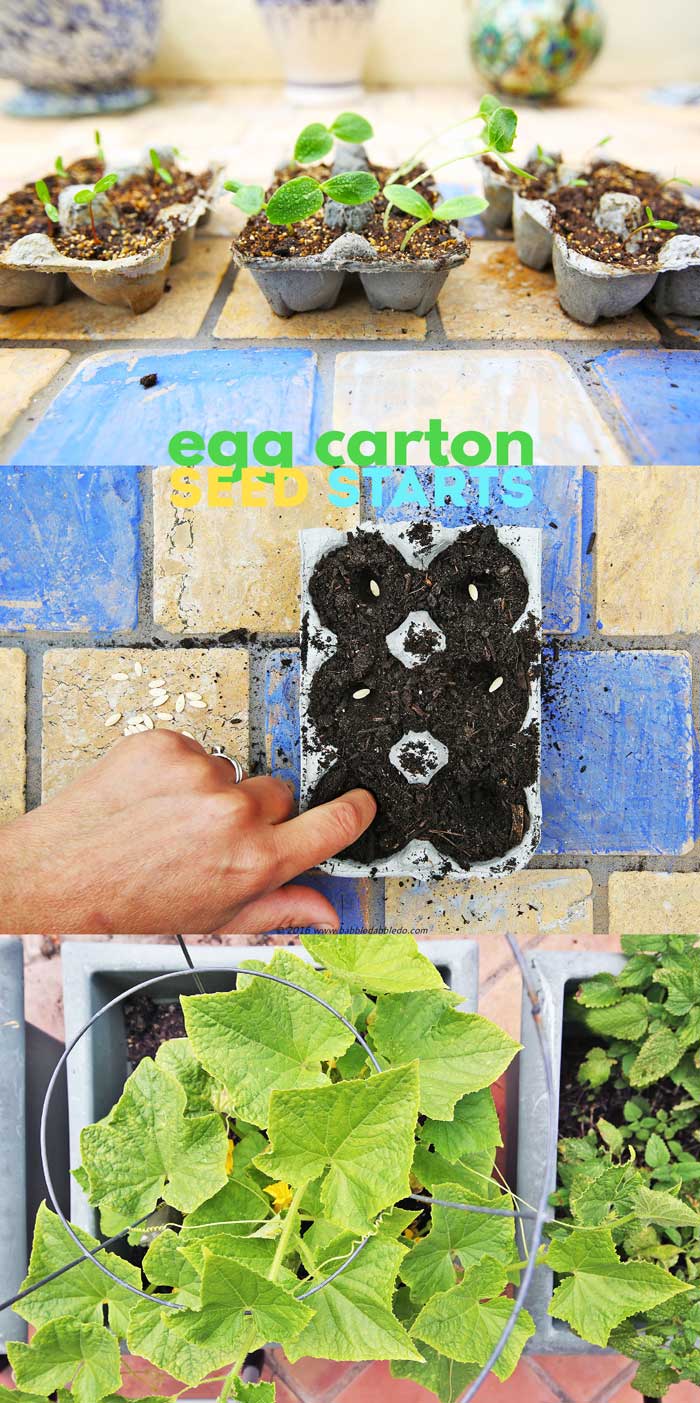 Easy garden project for kids: start seeds in recycled egg cartons.